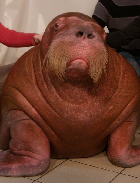 №11, Юрий Король, Ломоносов №11, Юрий Король, Ломоносов