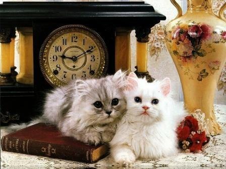 Анюта Ермакова ღ♥ღ | Севастополь