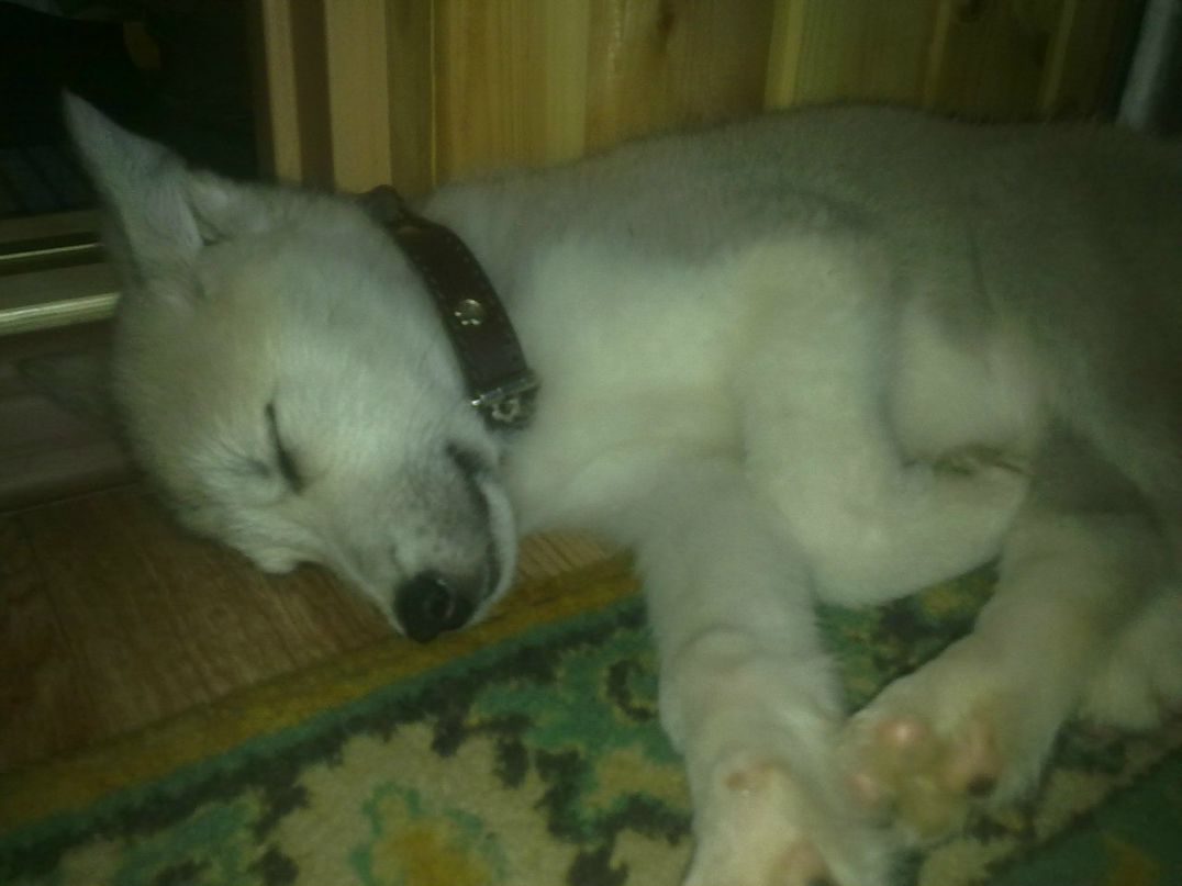 Александр Борисенко | Ванадзор