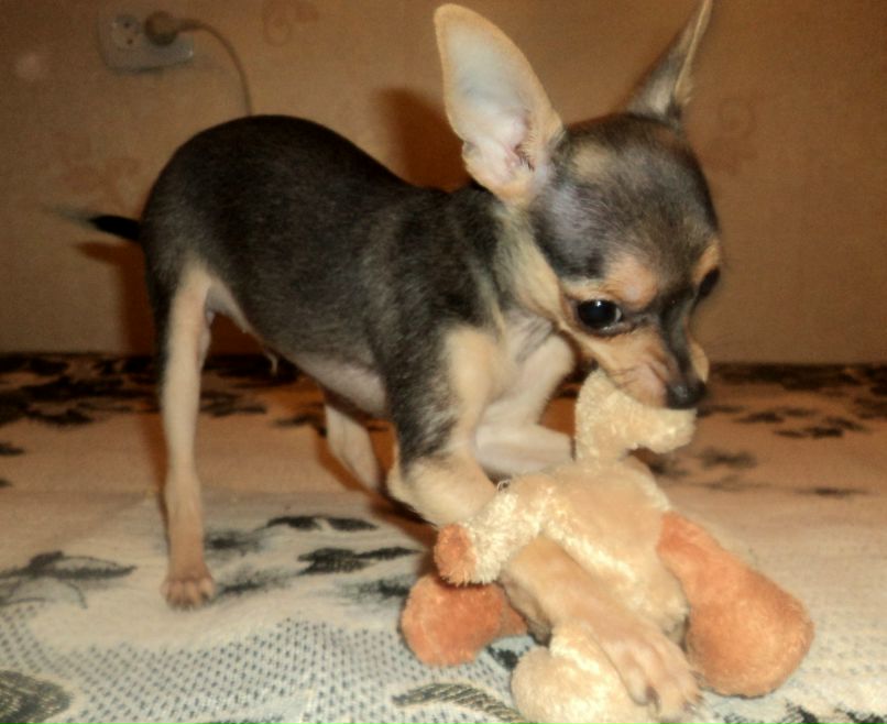 Катрина Креммер | Красноярск