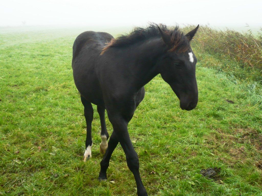 Yuliya Mavrodiyeva | Hamburg
