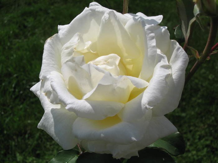 Arsan Hindi (((Вагди))) | Toronto