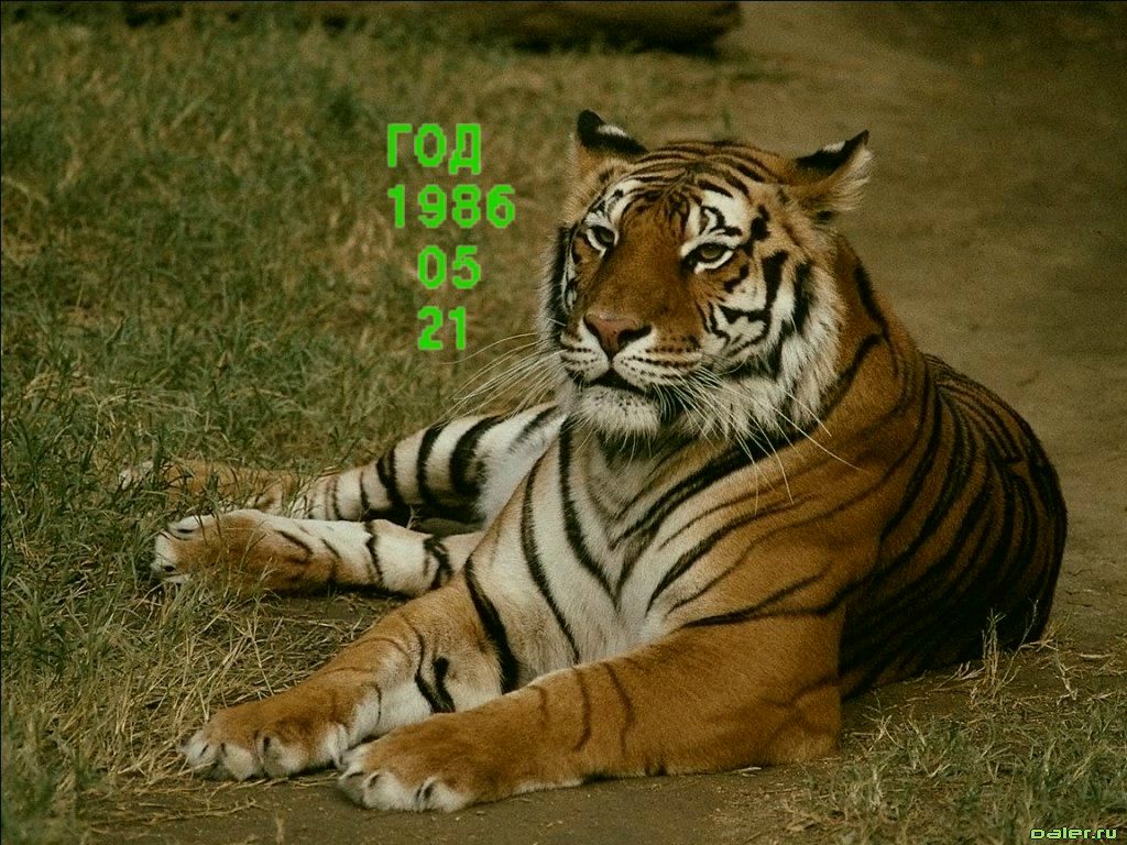 Алексей Новгородцев | 