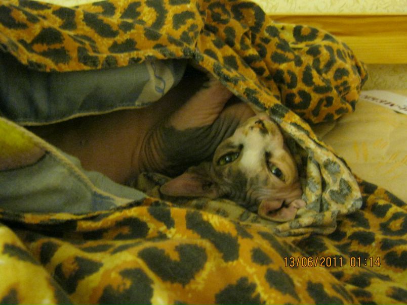 №89, Никита Торозёров, 35 лет, Петрозаводск №89, Никита Торозёров, 35 лет, Петрозаводск