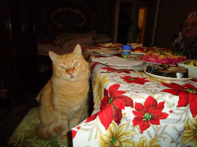 Наташа Ткаченко | Шпола