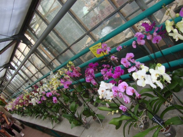 Диана Лосева | Paris