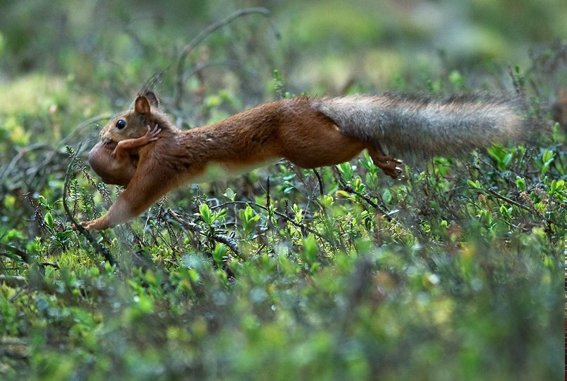 Наташа Морозова | 