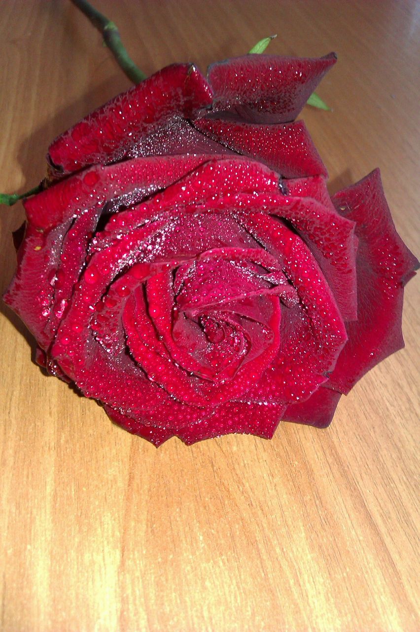 Анжелика Войтова | Тюмень