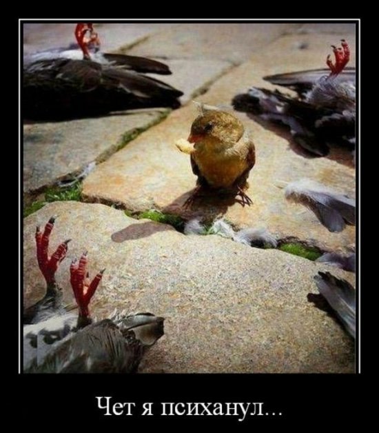 Андрій Лісовський Buba Belister | Дрогобыч