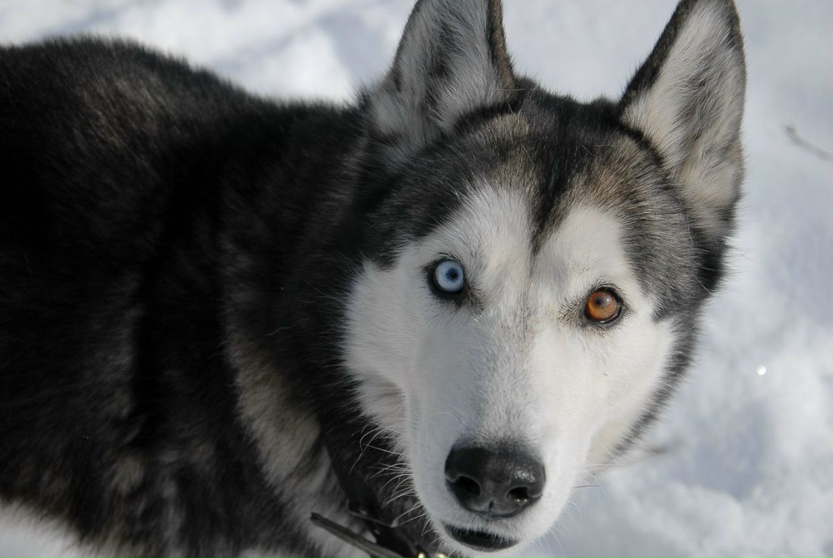 Алекс Бондарь Бошетунмай | Киев