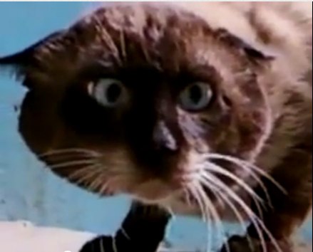 Линна Беликеева ♥TonGURO♥ | Екатеринбург