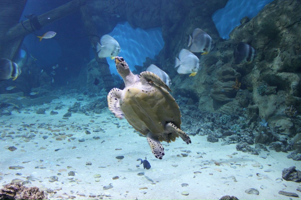 Анютка Ярыгина | Калининград