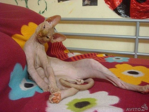 №16, Айдар Мансуров №16, Айдар Мансуров