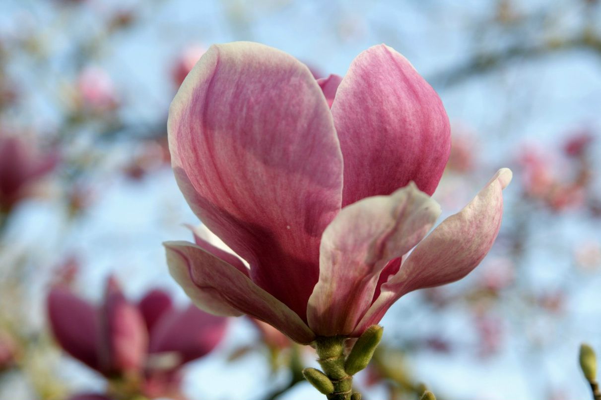 Tasha Klimontova | London