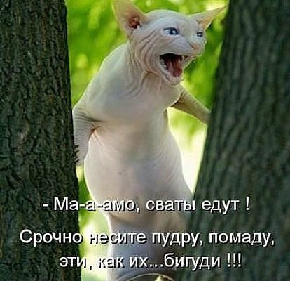 Евгения Пронина-Трифонова | Калининград