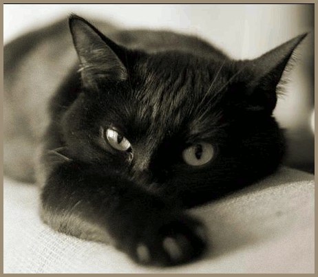 Ольга Штыль | Житомир