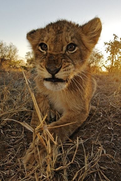 Альбина Острикова Валерьевна | Санкт-Петербург