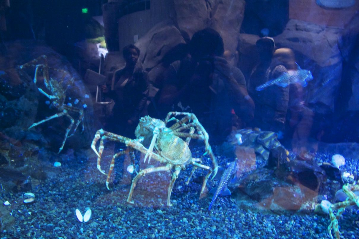 Тимур Алиев | Санкт-Петербург