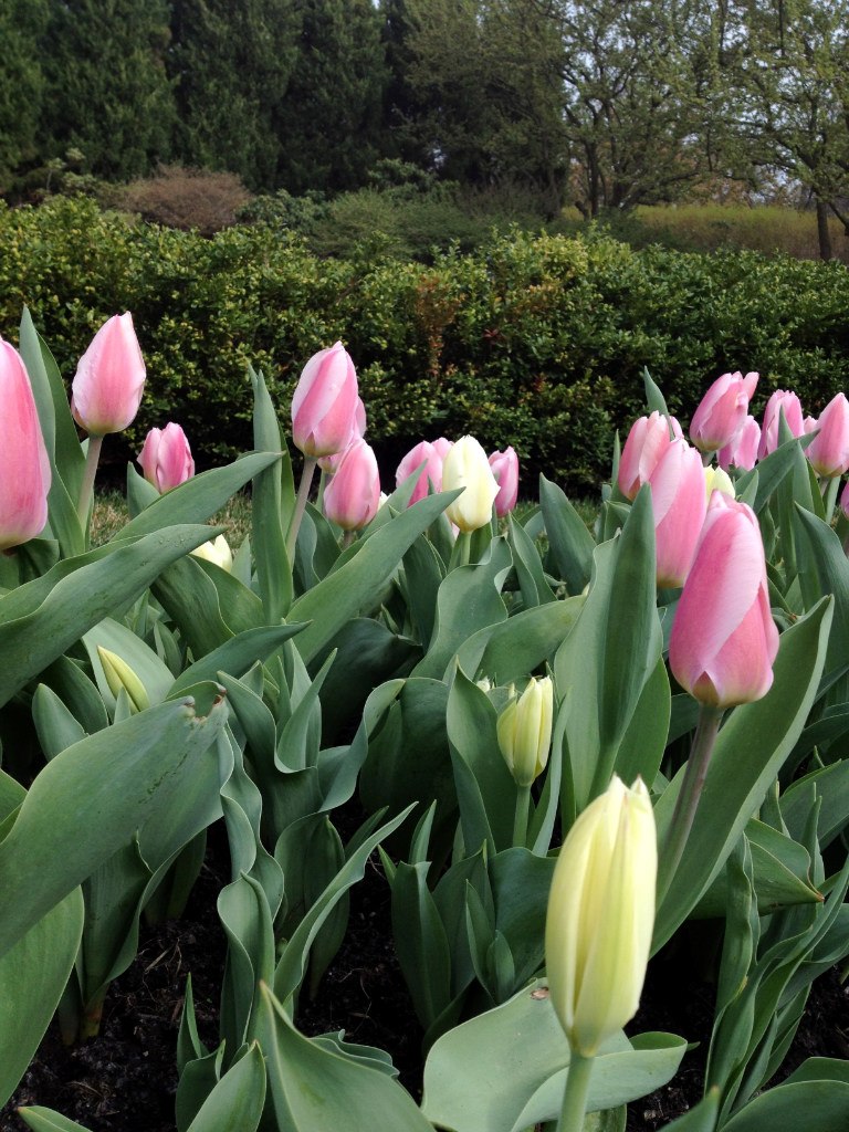 Мария Полухинa | Дубна