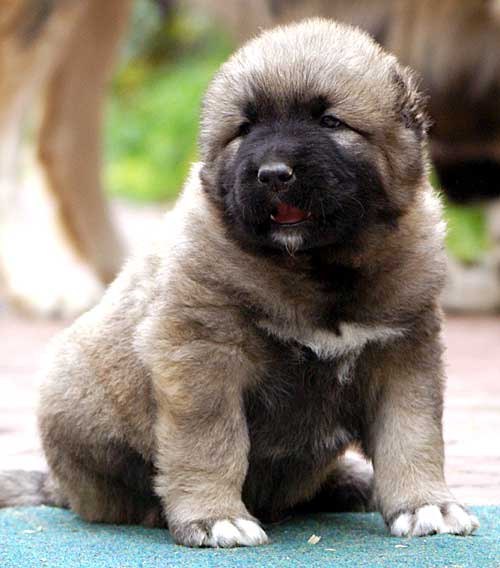 Док Мансуров ☒ | Туймазы