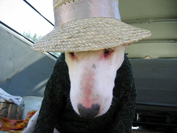 №1, Рональд Родригес №1, Рональд Родригес