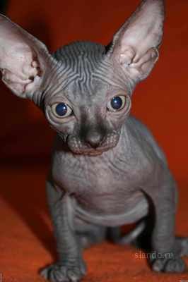 Елена Барановская | Санкт-Петербург