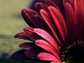 Уляна Червінка | Львов