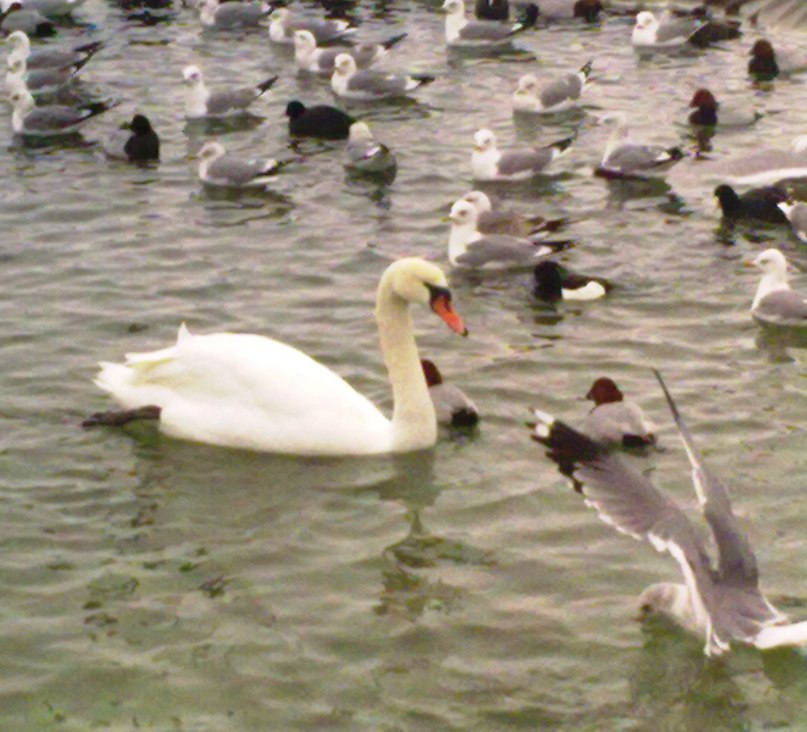 Вероника Липина | Керчь