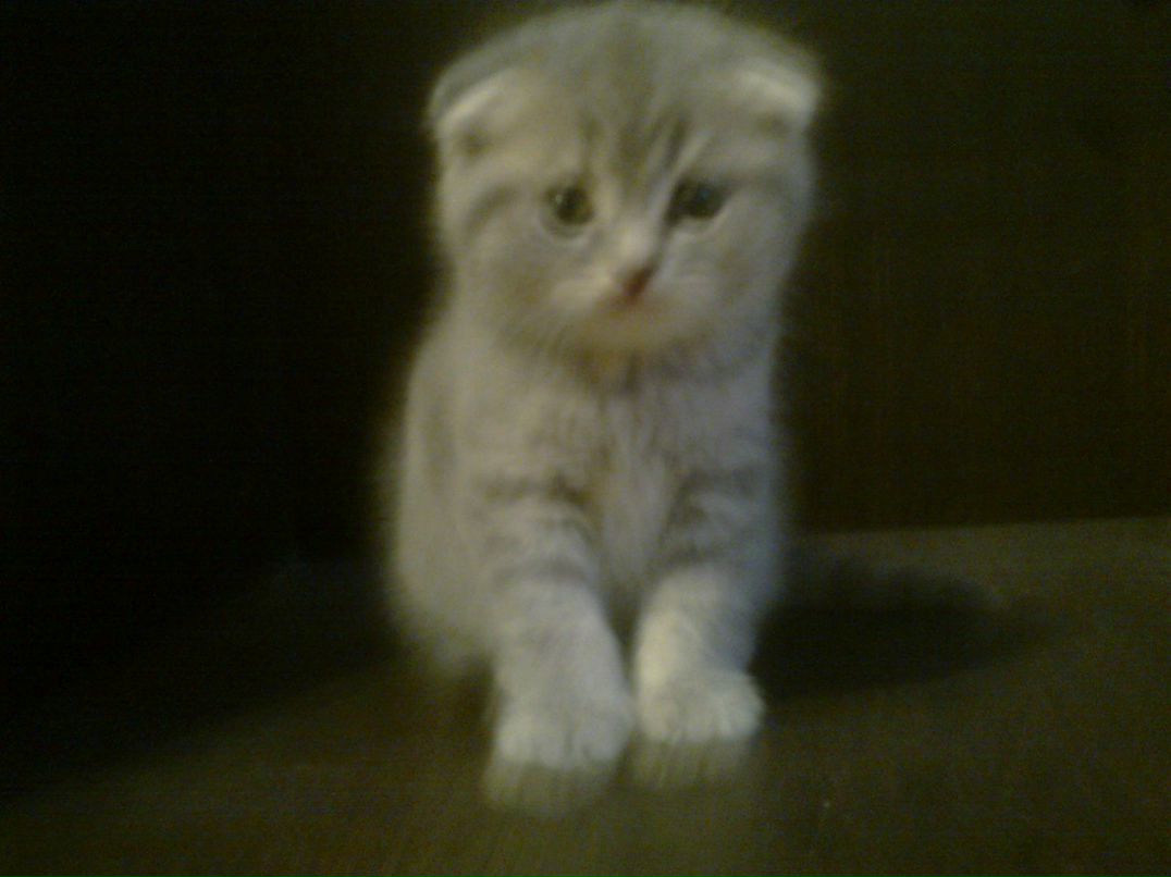 Шамиль Шабанов | Евлах