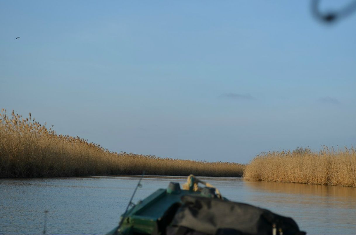 Дмитрий Сапфиров | Воронеж