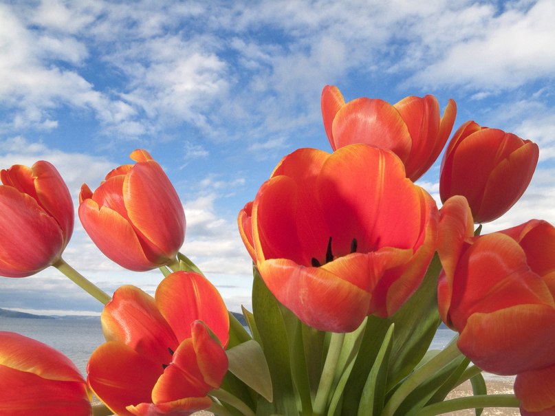 Сардаана Каландарова | 