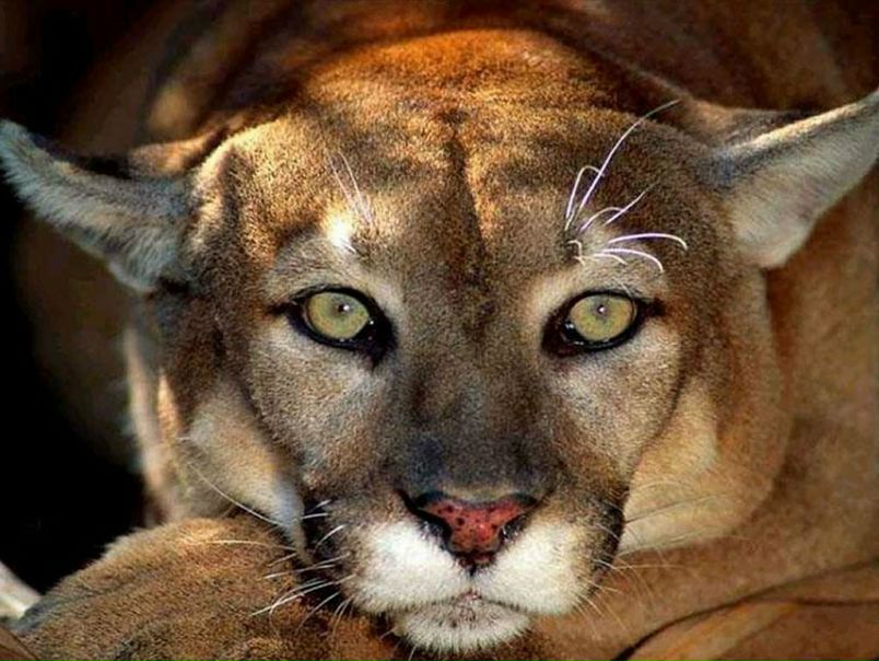 №1, Світлана Мартиновець, Киев №1, Світлана Мартиновець, Киев