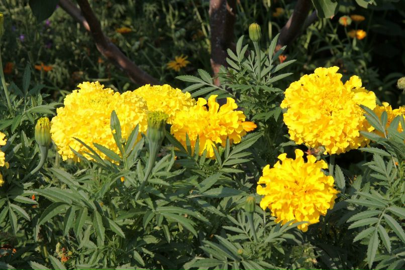 Анастасия Ядренцева | Каменск-Уральский