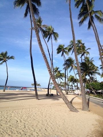 Desert Rose | Москва