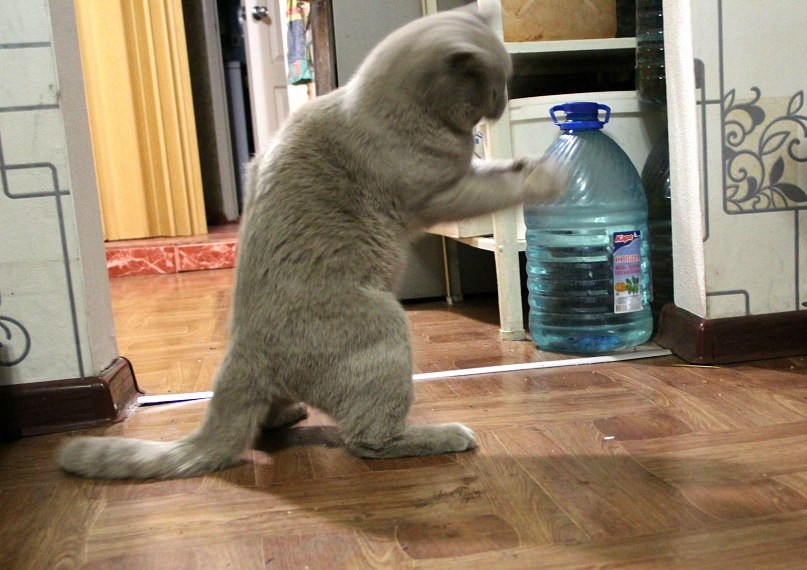 Федор Удавиченко | Тюмень