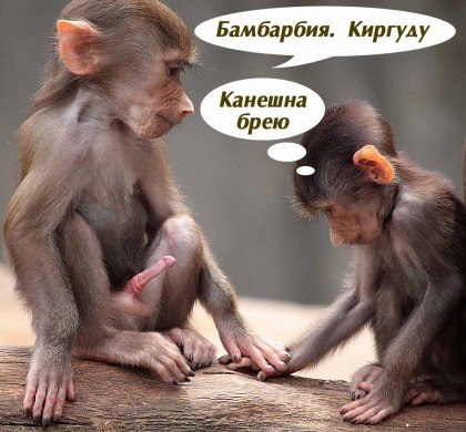 Жора Обама | Amsterdam