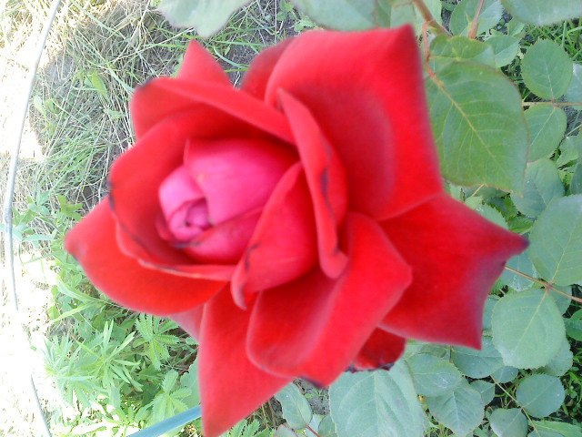 Андрей Некрасов | Новосибирск