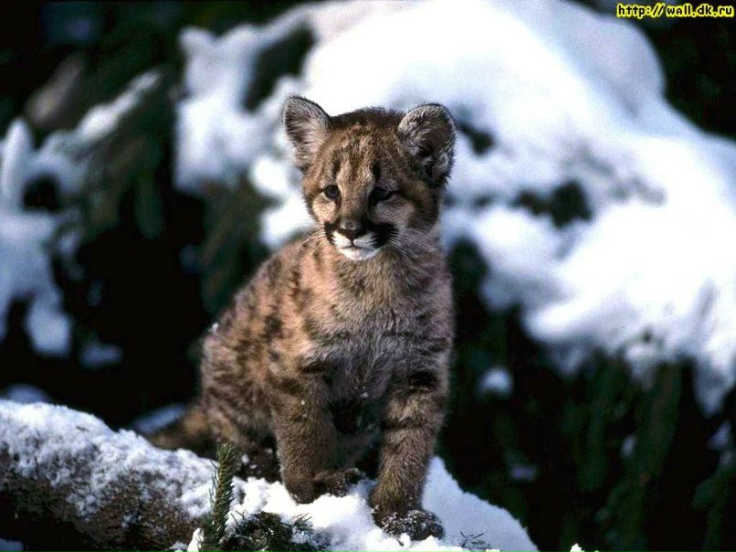 Олег Мазур | Тольятти