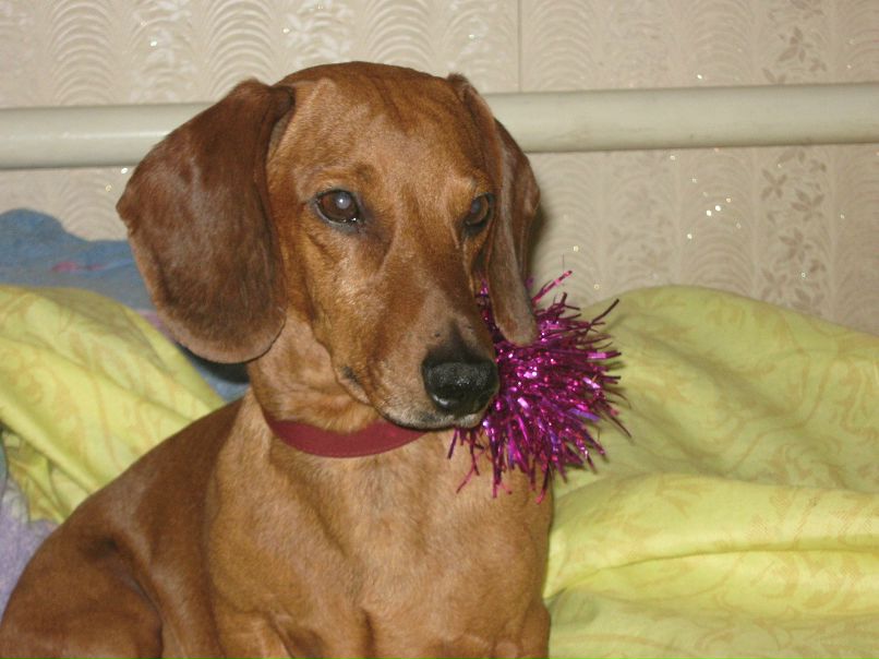 Анна Синичкина | 