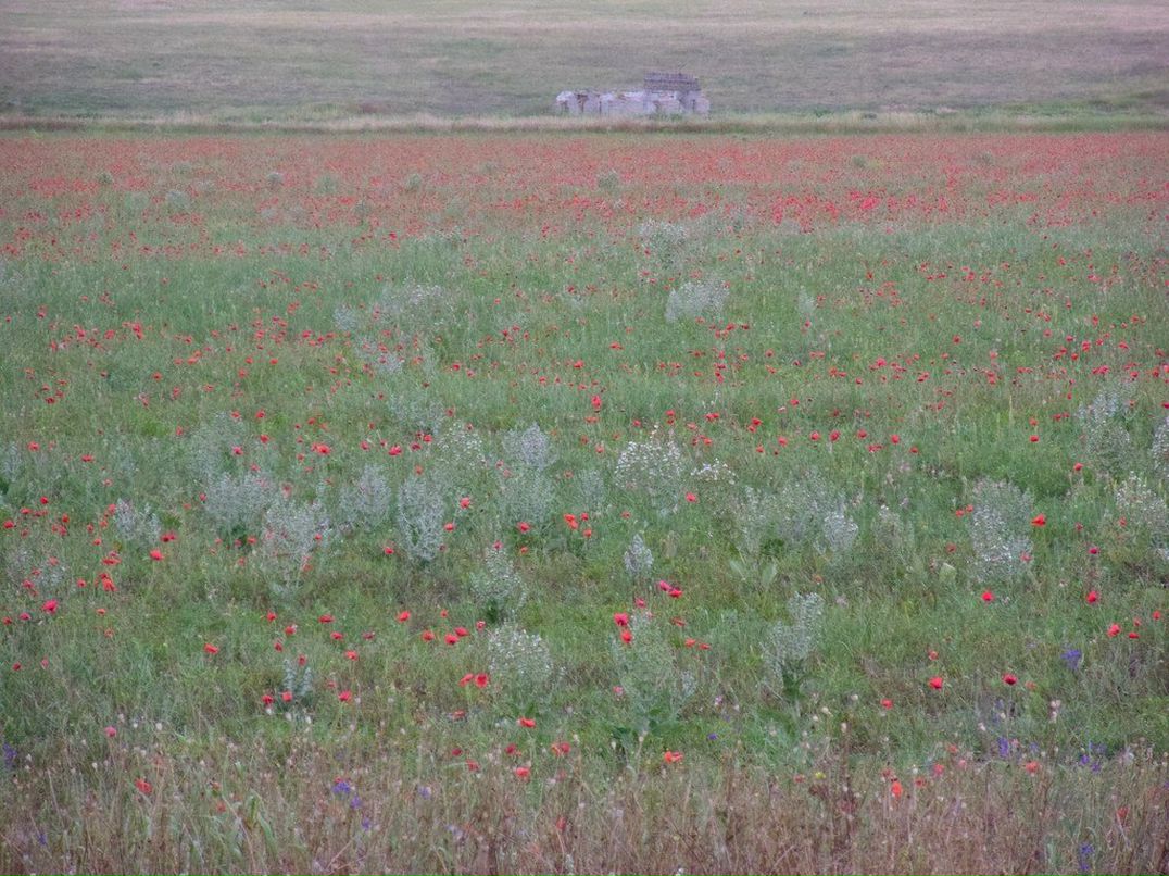 Инна Златкус | Несвиж