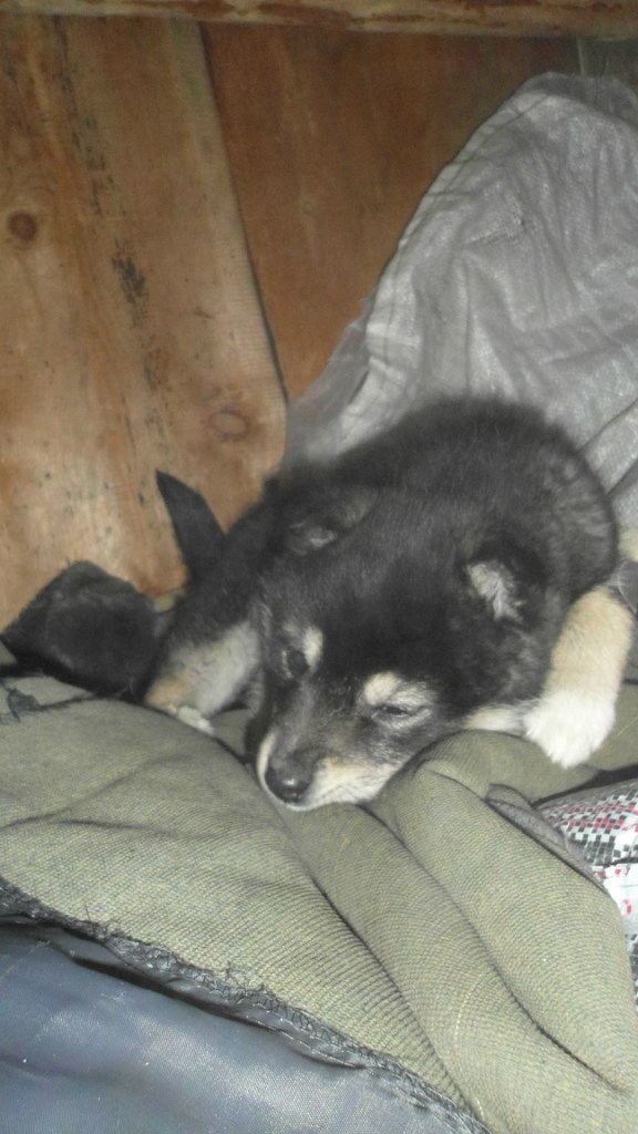 Сирин Кучтый | 