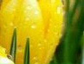 Ольга Оробченко | Кременчуг