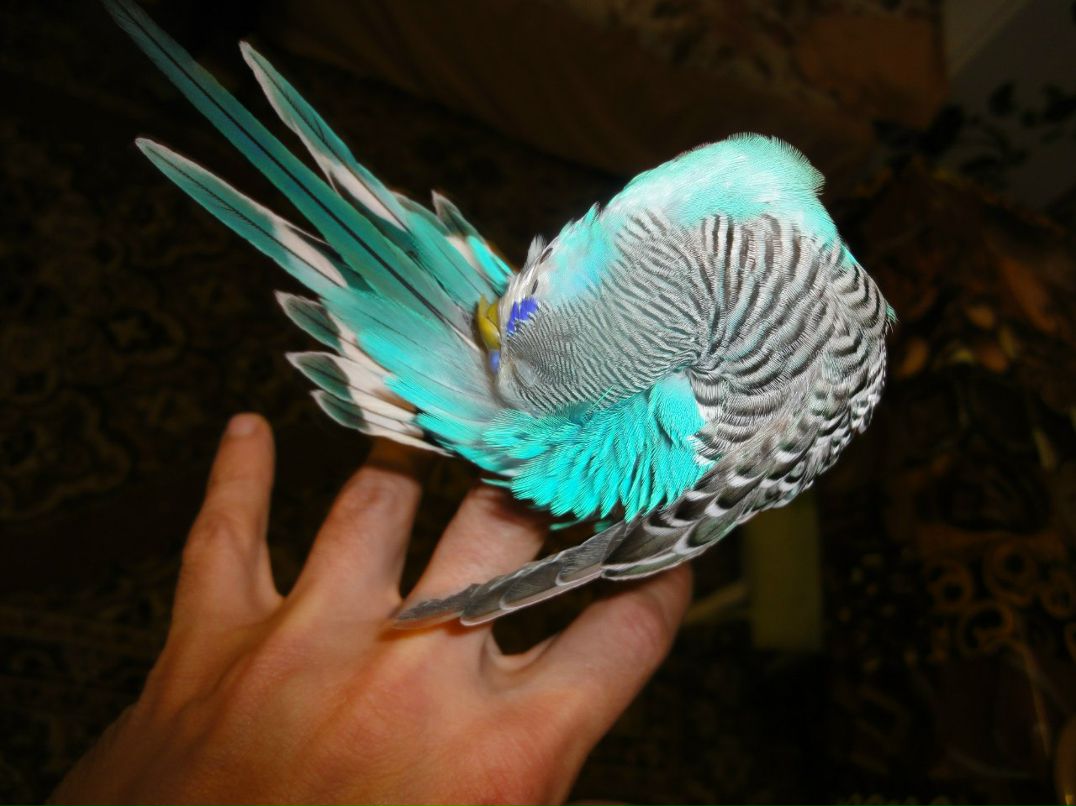 Виктор Боборико | Одесса