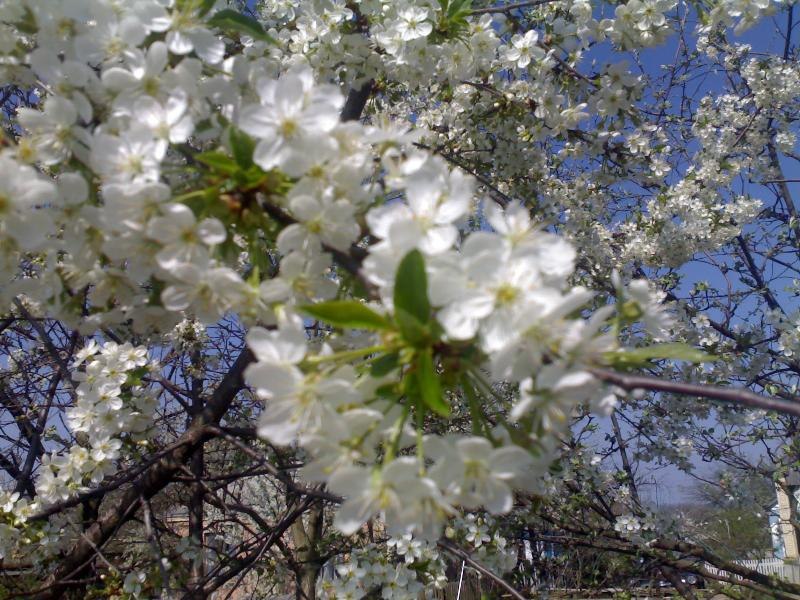 Віталій Цимбал | Киев