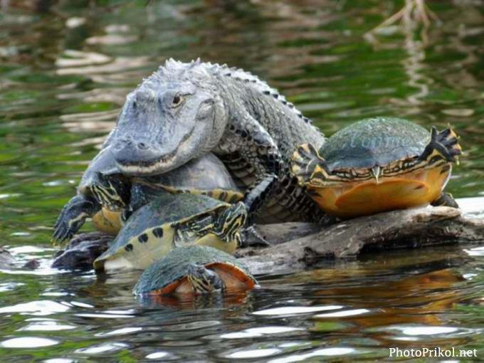 Алексей Абдряев | Темрюк