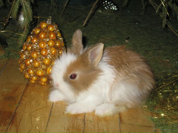 №6, Анютка Анютка №6, Анютка Анютка