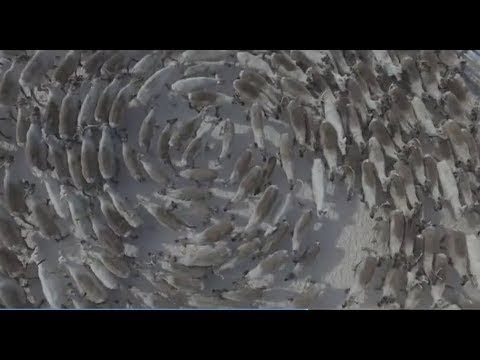 Кружение северных оленей на воле и в корале. Россия, Кольский п-ов, 2018, март