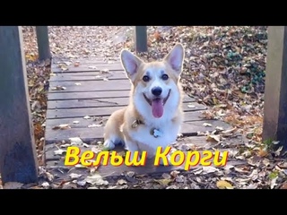 Вельш Корги