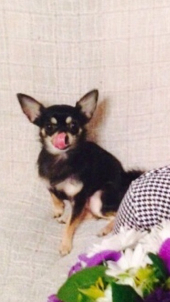 Лиза Лапшина, Россия, Москва