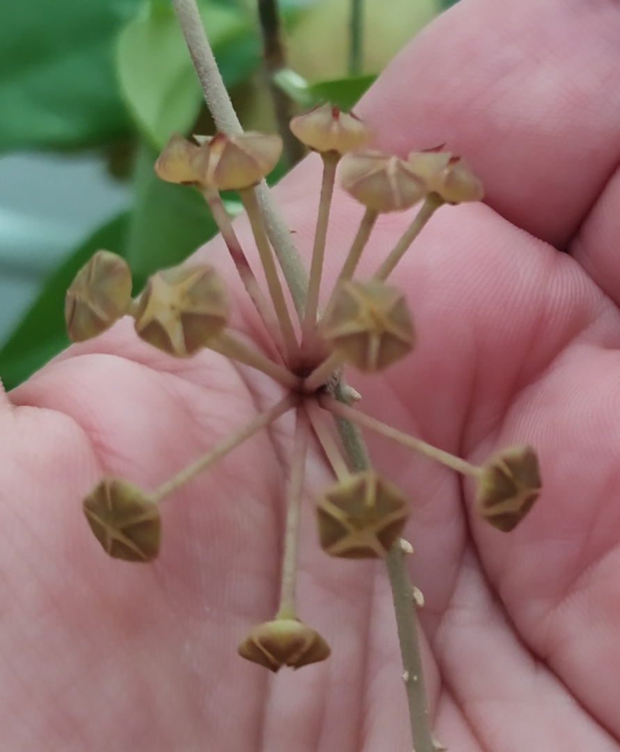 Хойя Финлайсони Лонг Лиф (Hoya finlaysonii Long Leaf) Y0LgVqgfYWw